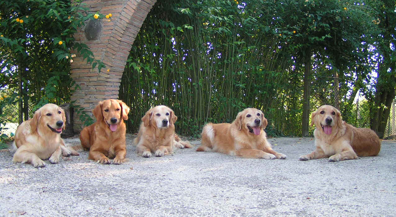 Bibi, Trudy, Blondy, Daphne e Meribel 